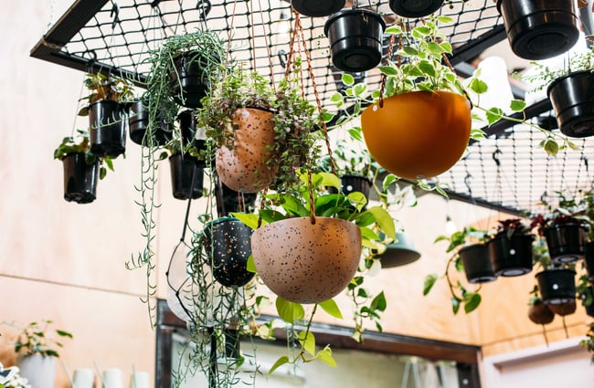 Plants hanging from a metal framing rack in terracotta pots.