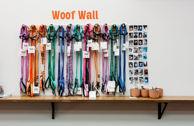 Dog collars for sale lined up on a white wall.