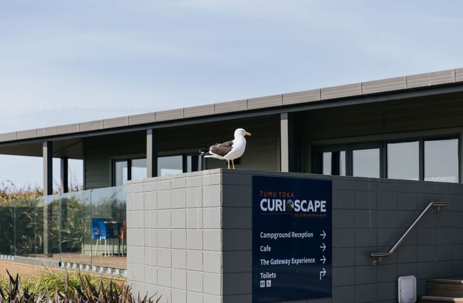 A seagull perched next to the Tumu Toka Curioscape sign.