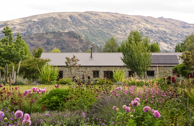 Pink and purple flowers blooming in the foreground of the exterior view of Wānaka Lavender Farm's stone farm shop and cafe building.