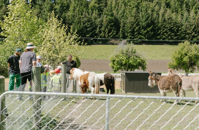 The ponies of the Lavender Farm in the paddock with some farmers.