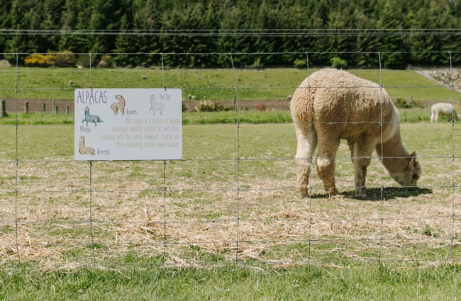 A white alpaca in a paddock at the Wānaka Lavender Farm.