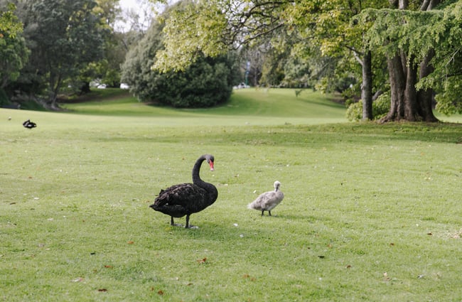 A black swan and its baby on grass.