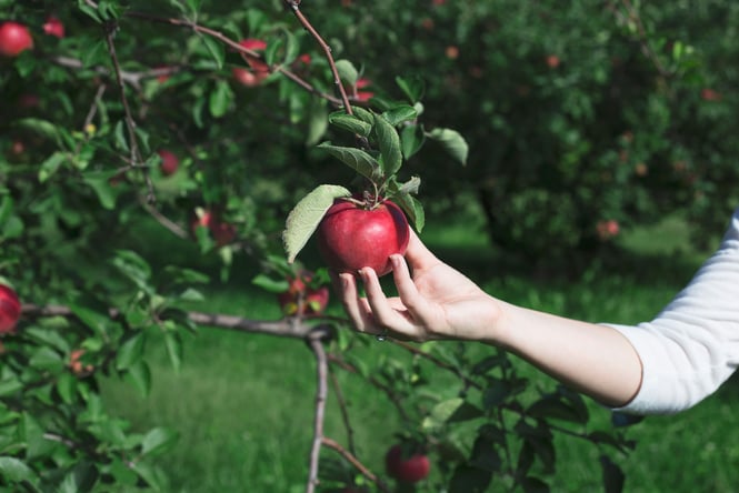 Close up of a hand picking an apple.