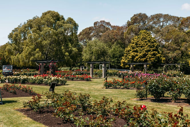The rose gardens at Victoria Esplanade in Palmerston North.