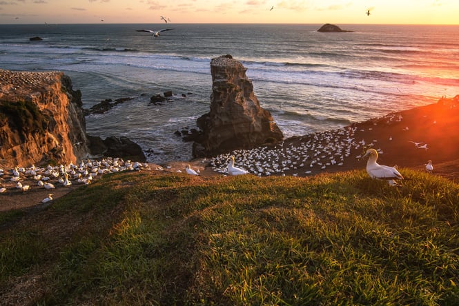 Muriwai at dusk with gannet colony in the foreground.