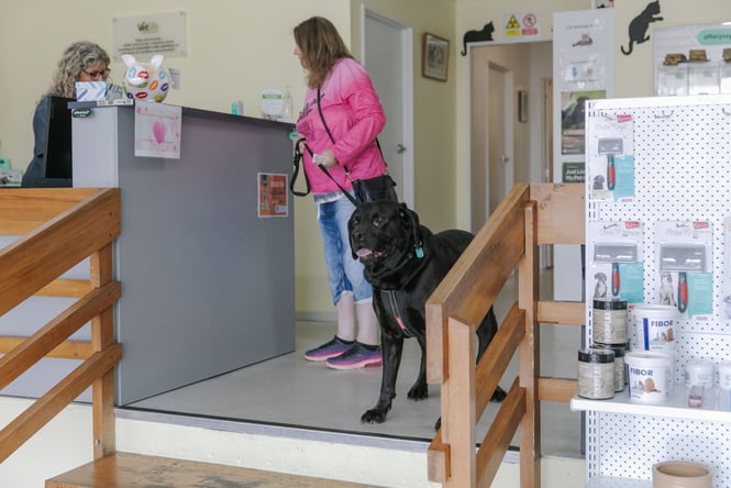 A black dog waiting for its owner inside a vet.