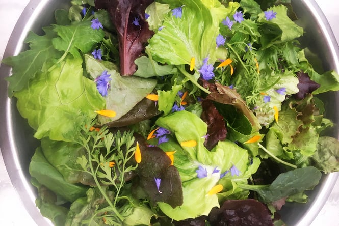Salad mix from Frog Song Farm.