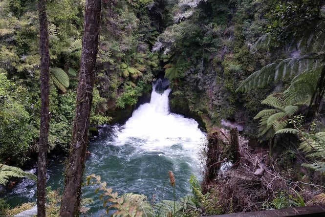 View from the Okere Falls bush walk through native bush to a waterfall.