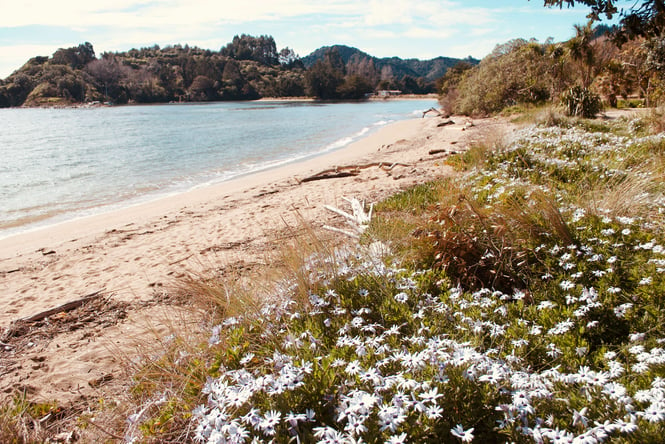White flowers and a sandy beach in Golden Bay on a sunny day.