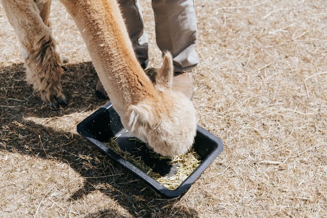 A llama eating out of a black box.