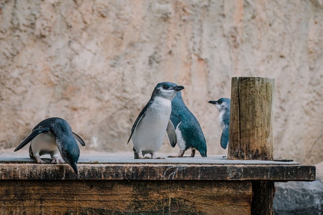 Little blue penguins.