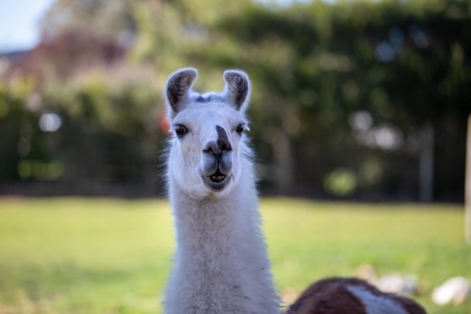 Close up of a llama.