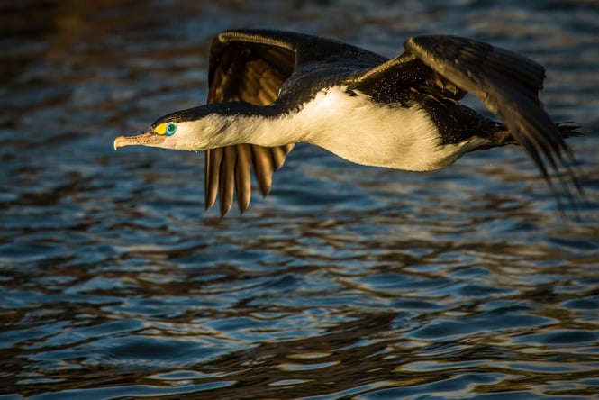 A shag flying above the water.