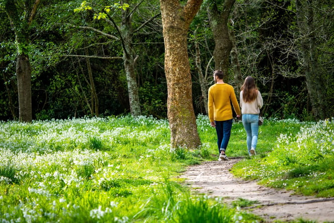 A man and woman walking amongst the flowers at Bledisloe Park Walkway.