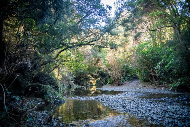 Herbert Forest in Waitaki Valley.