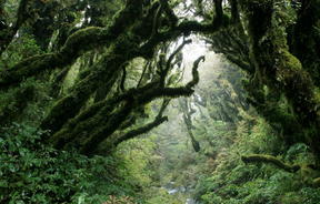 A view of the very green Goblin Forest inside Mount Taranaki