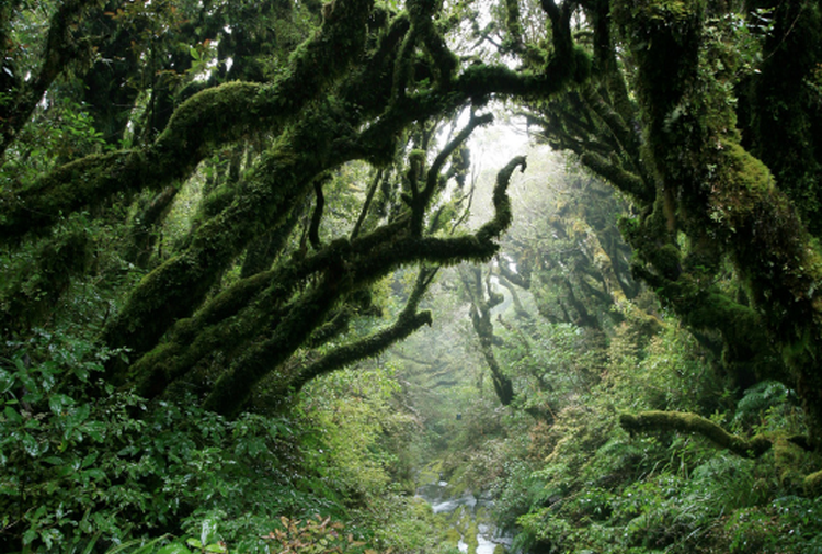 A view of the very green Goblin Forest inside Mount Taranaki