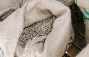 Close up of unroasted bag of coffee beans at Prima Roastery.