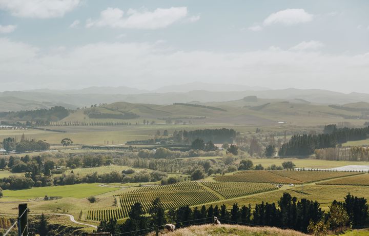 The rolling hills of North Canterbury during sunset.