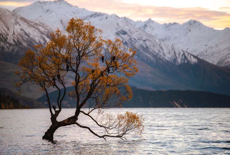 Tree in the Lake Wānaka with snowy mountains in the background. Photograph by Casey Horner.
