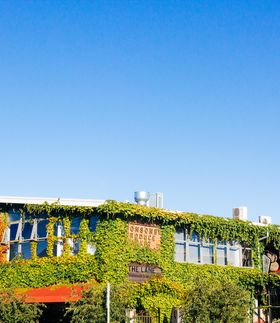 A building over grown with vines in Ponsonby.