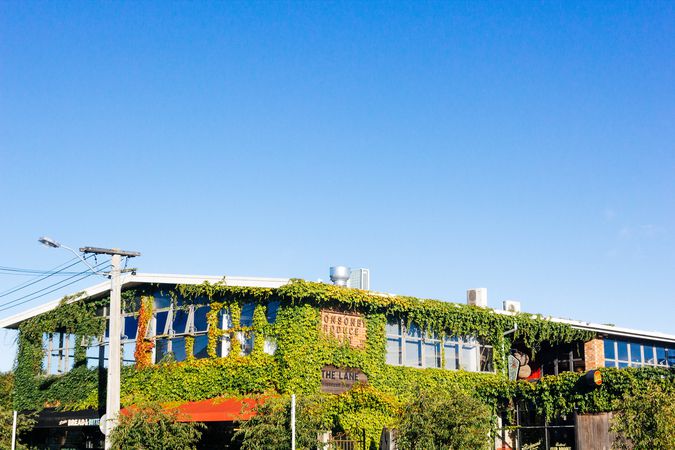 A building over grown with vines in Ponsonby.