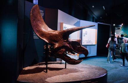 Dinosaur skull on display at Canterbury Museum in downtown Christchurch.
