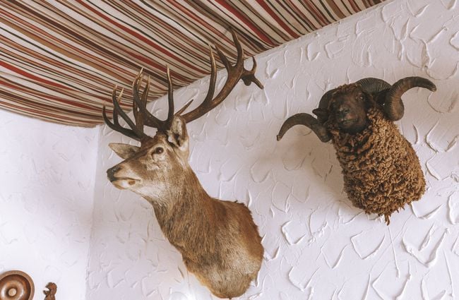 Taxidermy stag and sheep mounted on the wall.