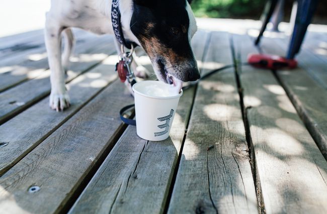 Dog licking a coffee cup at Coffee Embassy in Christchurch.