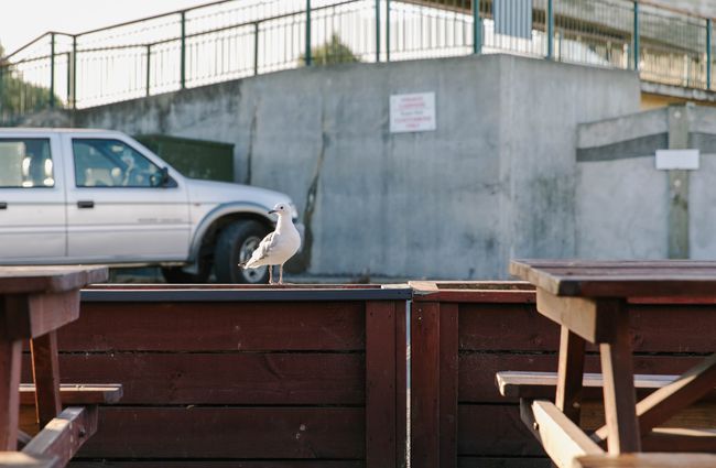 Opportune seagull waiting on fence to get some leftover chips.