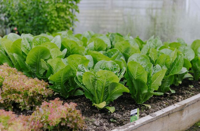 Lettuces growing in greenhouse.