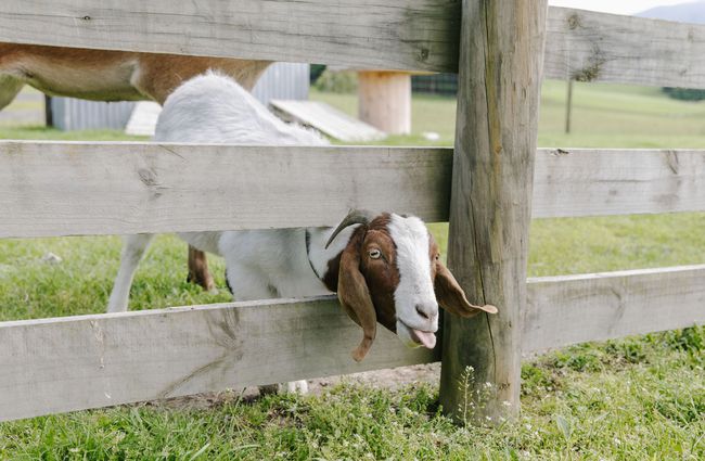 A goat poking out its tongue at Farm Barn Café in Fairlie.