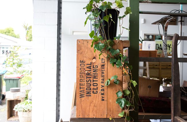 Plant hanging over a wooden crate.
