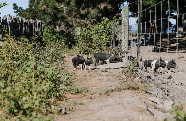 Piglets on the farm at Hapuku Kitchen.