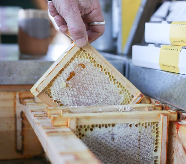 Close up of person pulling up fresh Honey comb oozing honey.