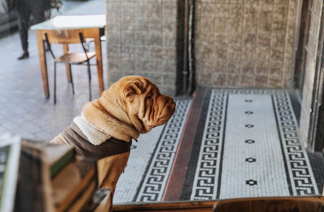 A dog looking into the cafe.