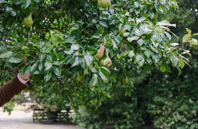 Pear tree at Otahuna.