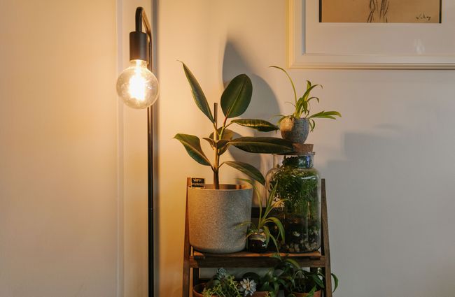 Light and plants on shelving unit at Six Ounces, Christchurch.