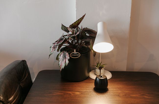 Plant and retro light on a table.