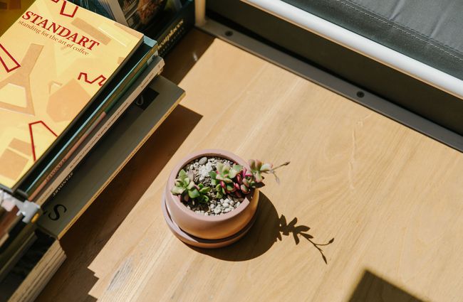 Succulent plant on a table with coffee books at South Town Club.