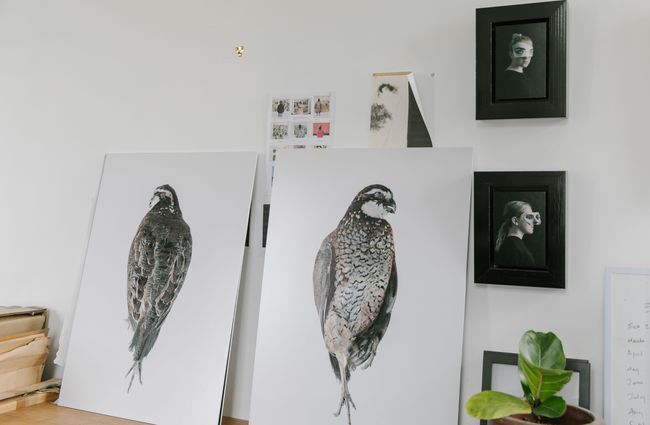 Two bird prints leaning against the wall at Susan Badcock Gallery,  Geraldine.
