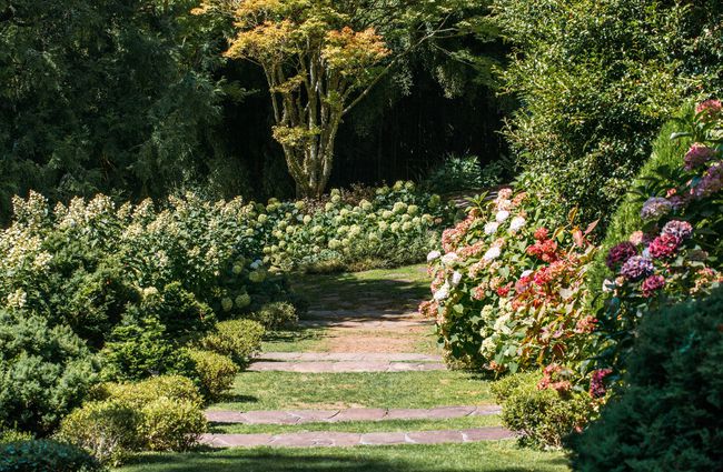 A path surrounded by hydrangeas.