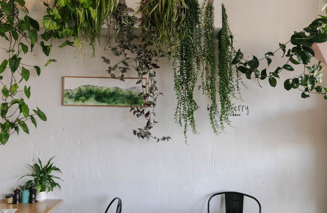 Plants on shelves at at Tees St Café in Ōamaru.