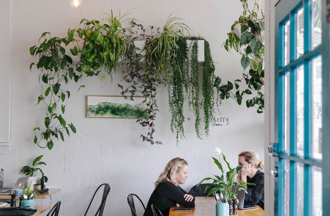 Wide angle view of plants on the shelves with customers sat at a table at Tees St Café in Ōamaru.