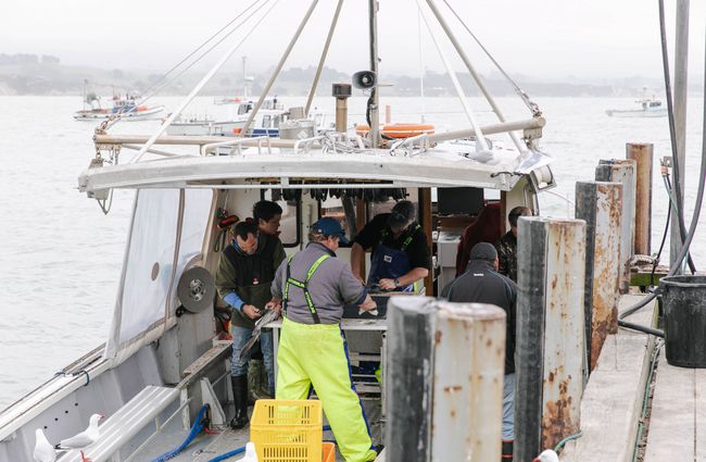 Fishermen filleting fish at the back of a boat at the FishWife in Moeraki.