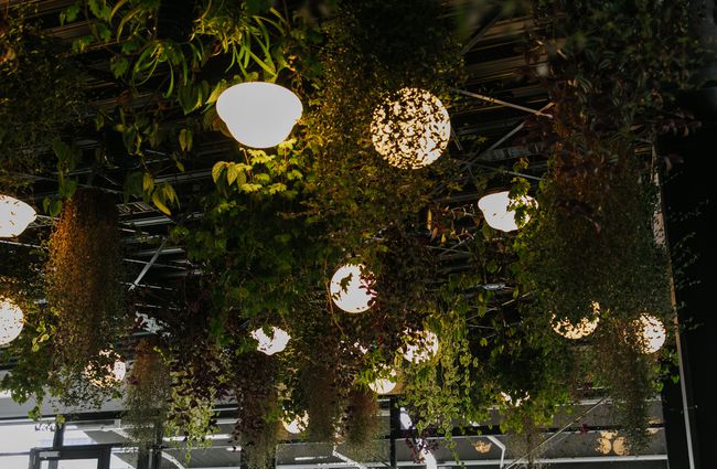 Lights and greenery on the ceiling.