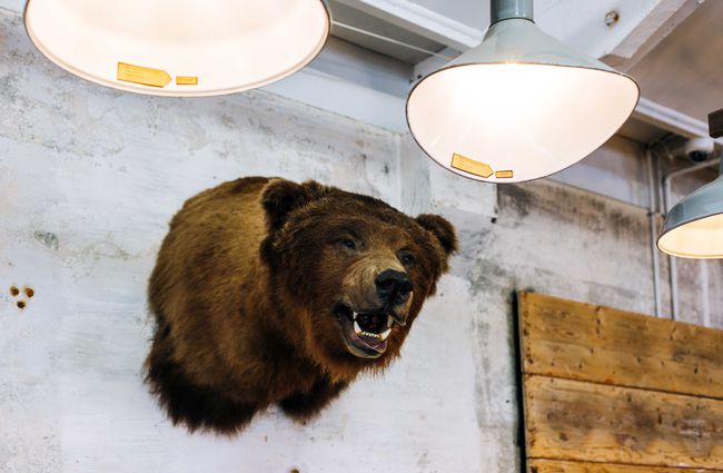 Taxidermy bear on the wall at Vintage Industries, New Plymouth.