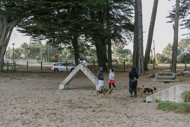 People with their dogs at a sandy domain with tall trees around.