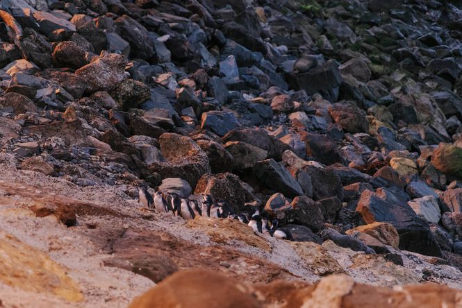 Little Blue penguins walking up a bank at dusk.